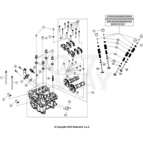 RONDELLA SP. 2,64 MM